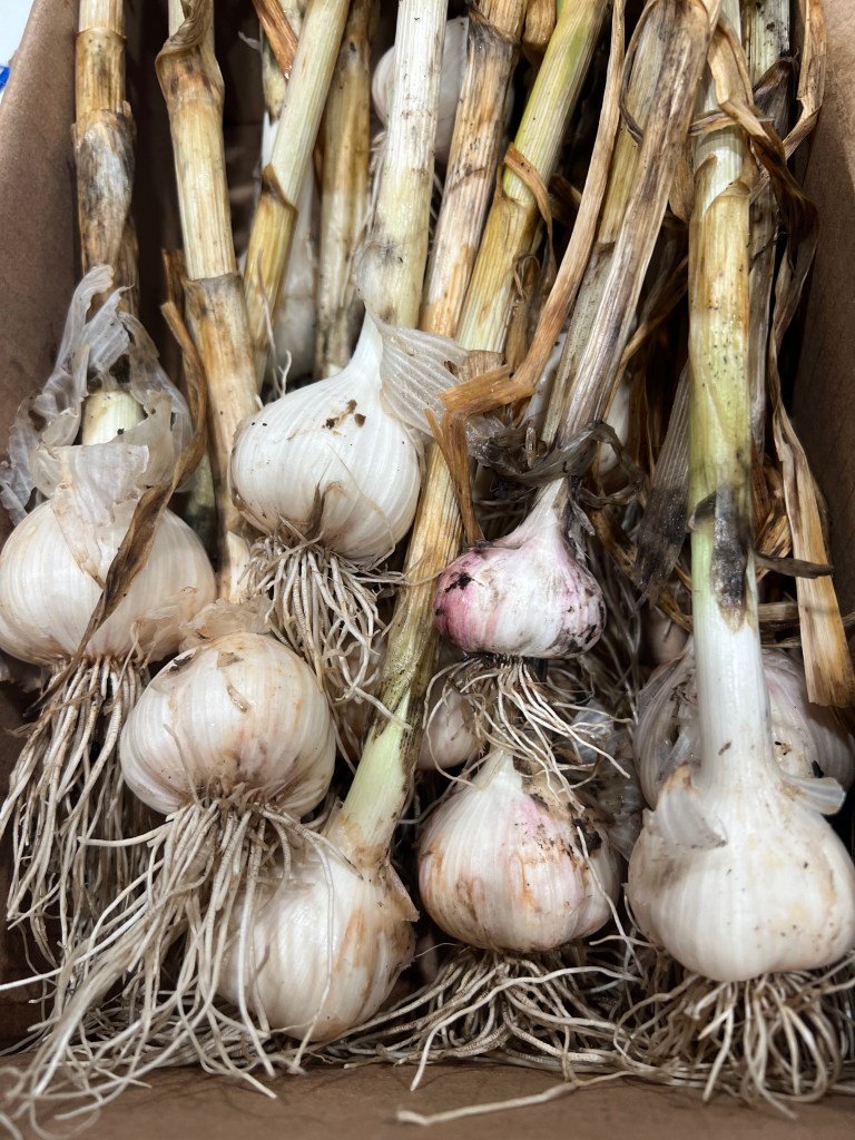 A box of fresh picked garlic bulbs with the roots and stems still on